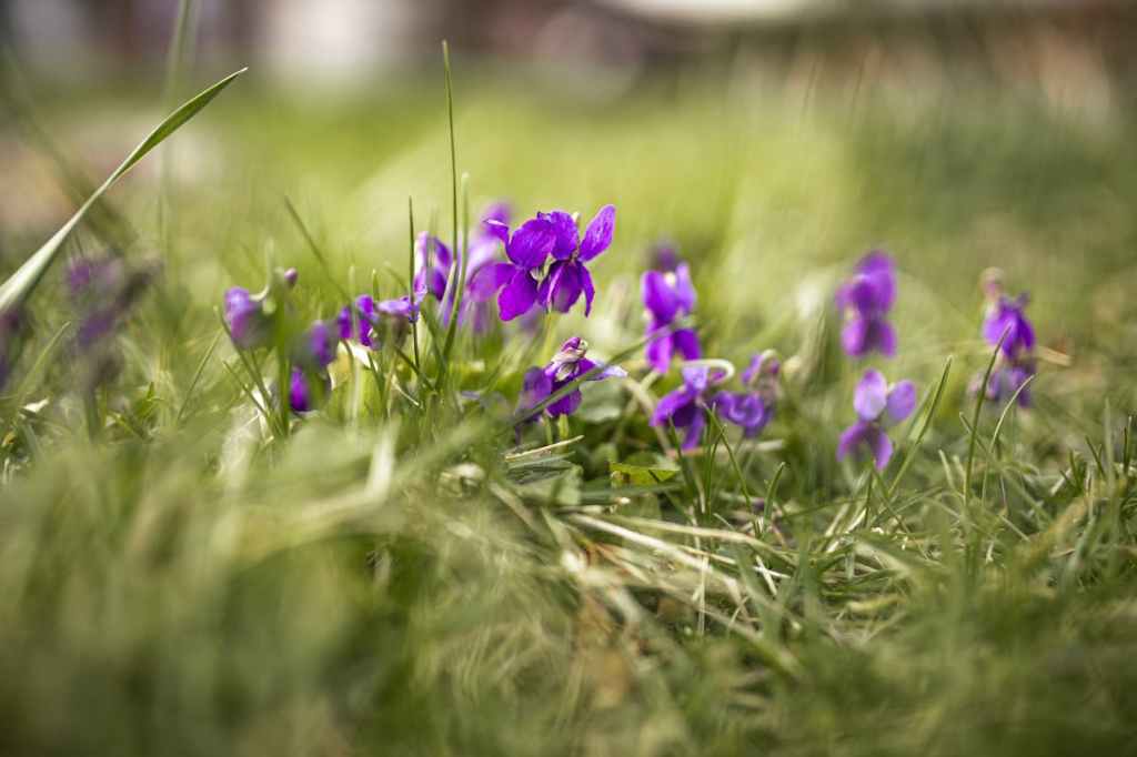 The Annotations of&nbsp;Memory